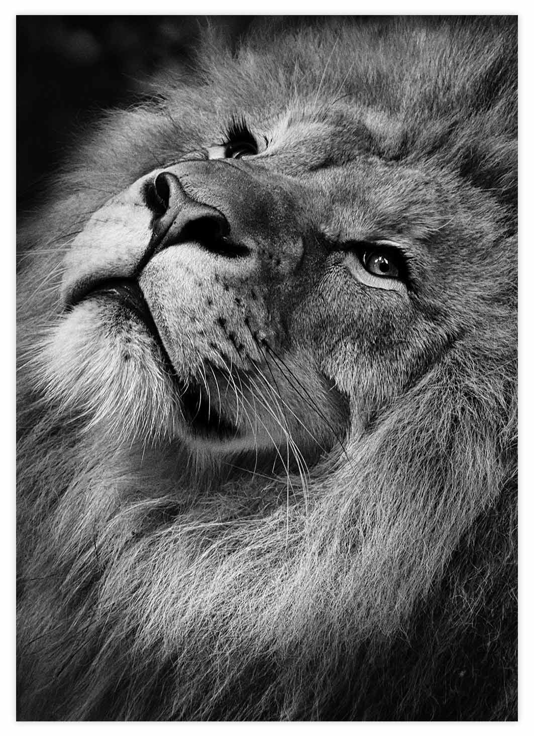 Black&White Löwen Portrait Poster