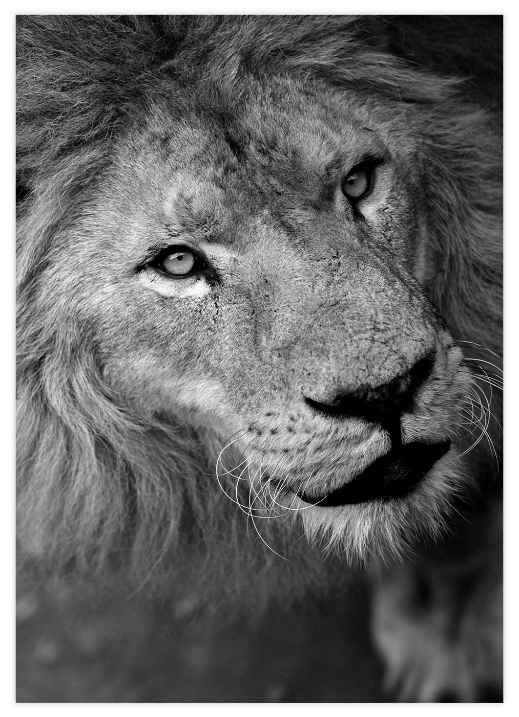 Black&White Beauty Löwe Poster