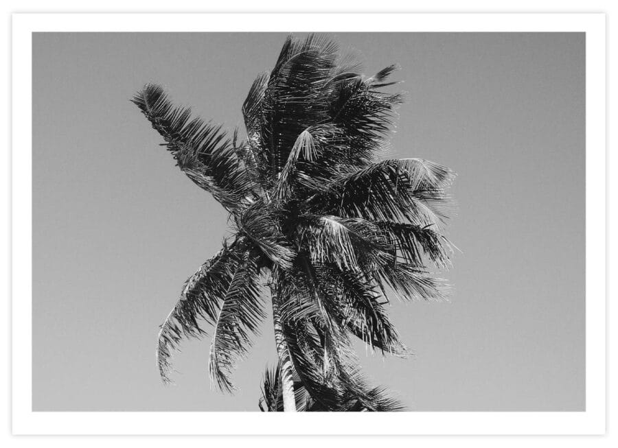 Black&White Palme Poster Querformat mit Passepartout