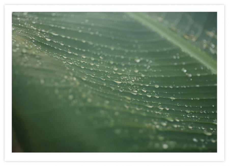 Blatt mit Regentropfen Poster Querformat mit Passepartout