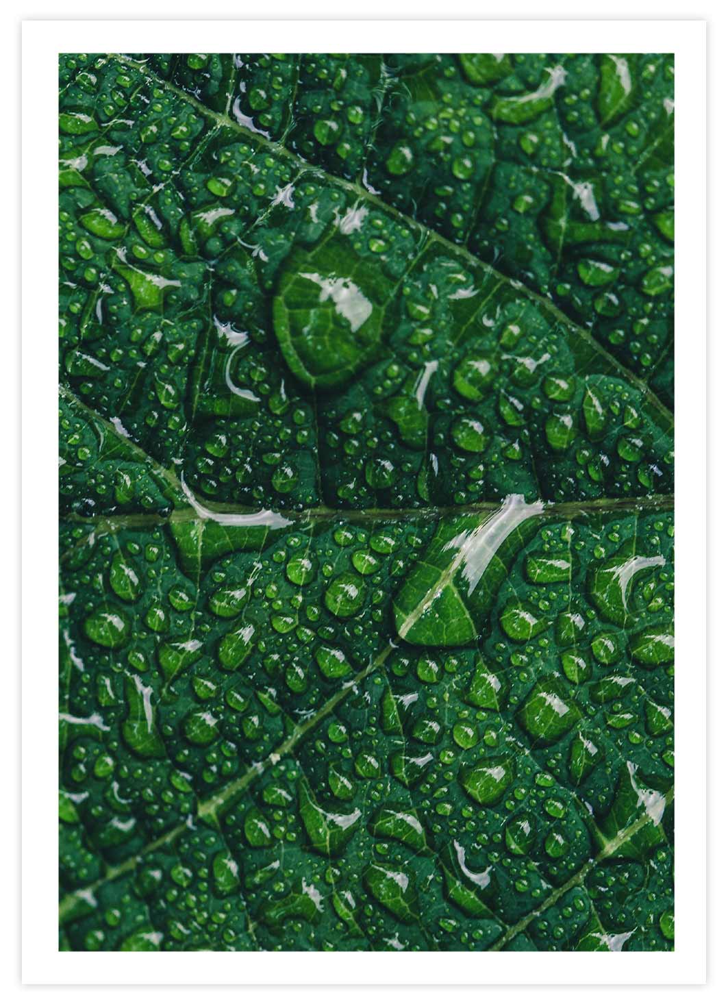 Grünes Blatt mit Wassertropfen Poster mit Passepartout