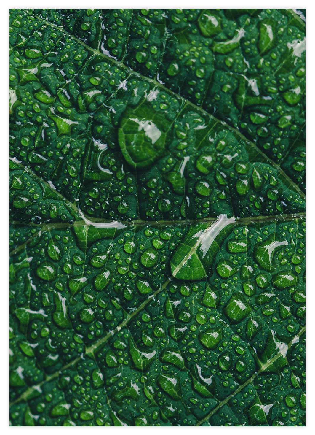 Grünes Blatt mit Wassertropfen Poster