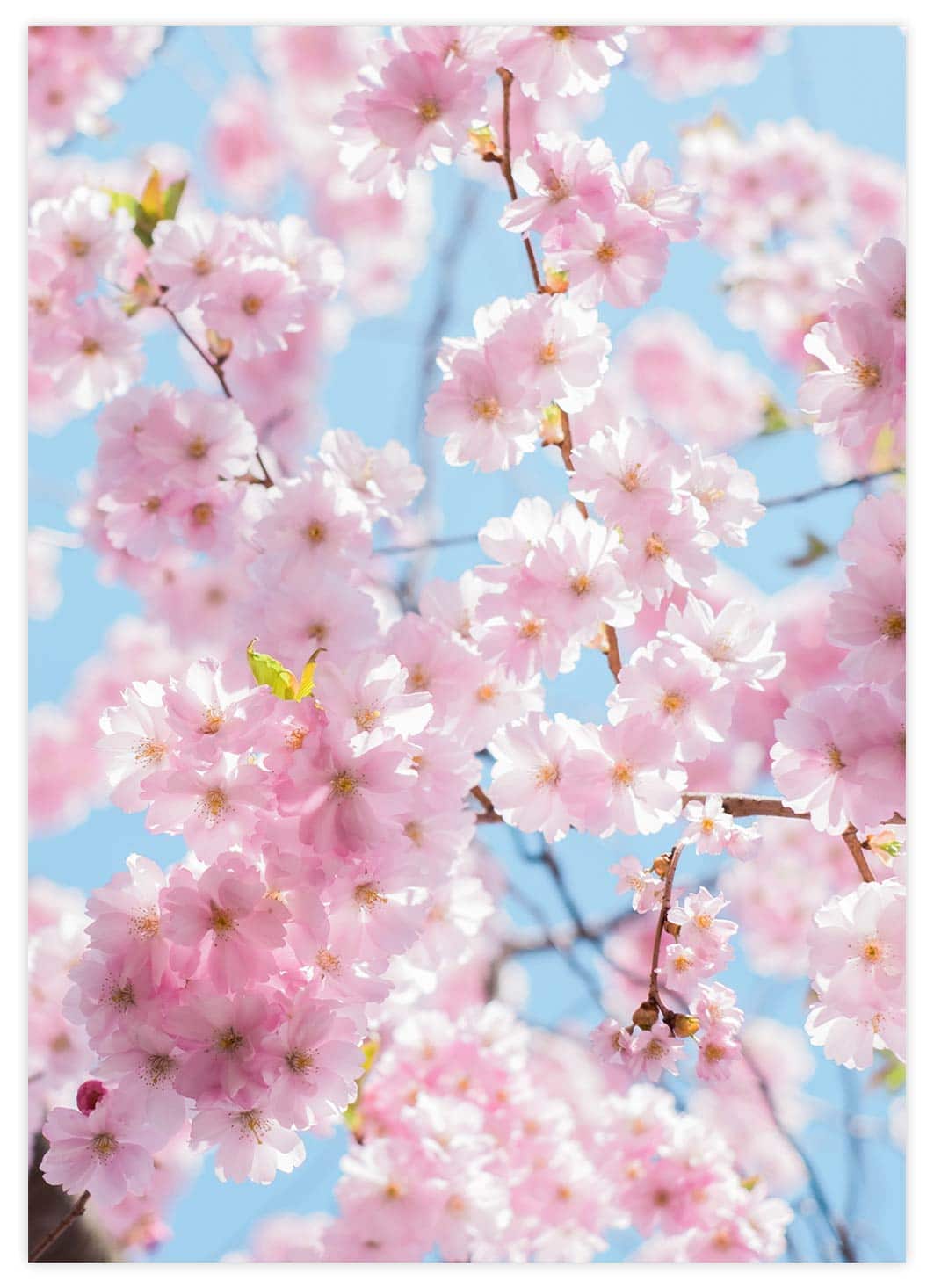 Japanische Kirschblüte Poster
