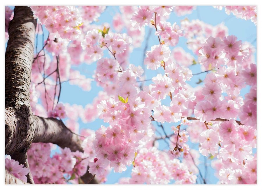 Japanische Kirschblüte Poster Querformat