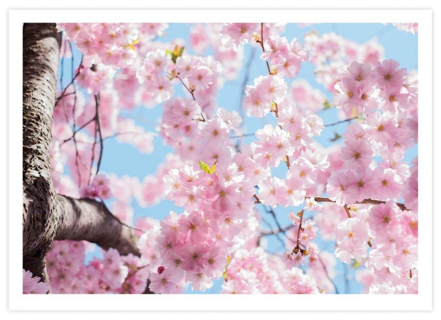 Japanische Kirschblüte Poster Querformat mit Passepartout