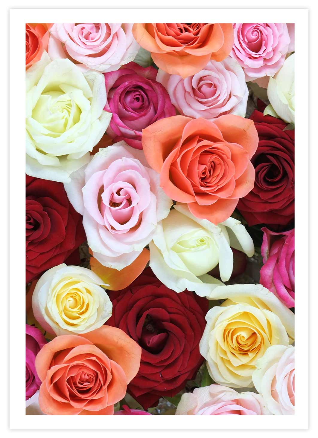 Bunte Rosen Poster mit Passepartout