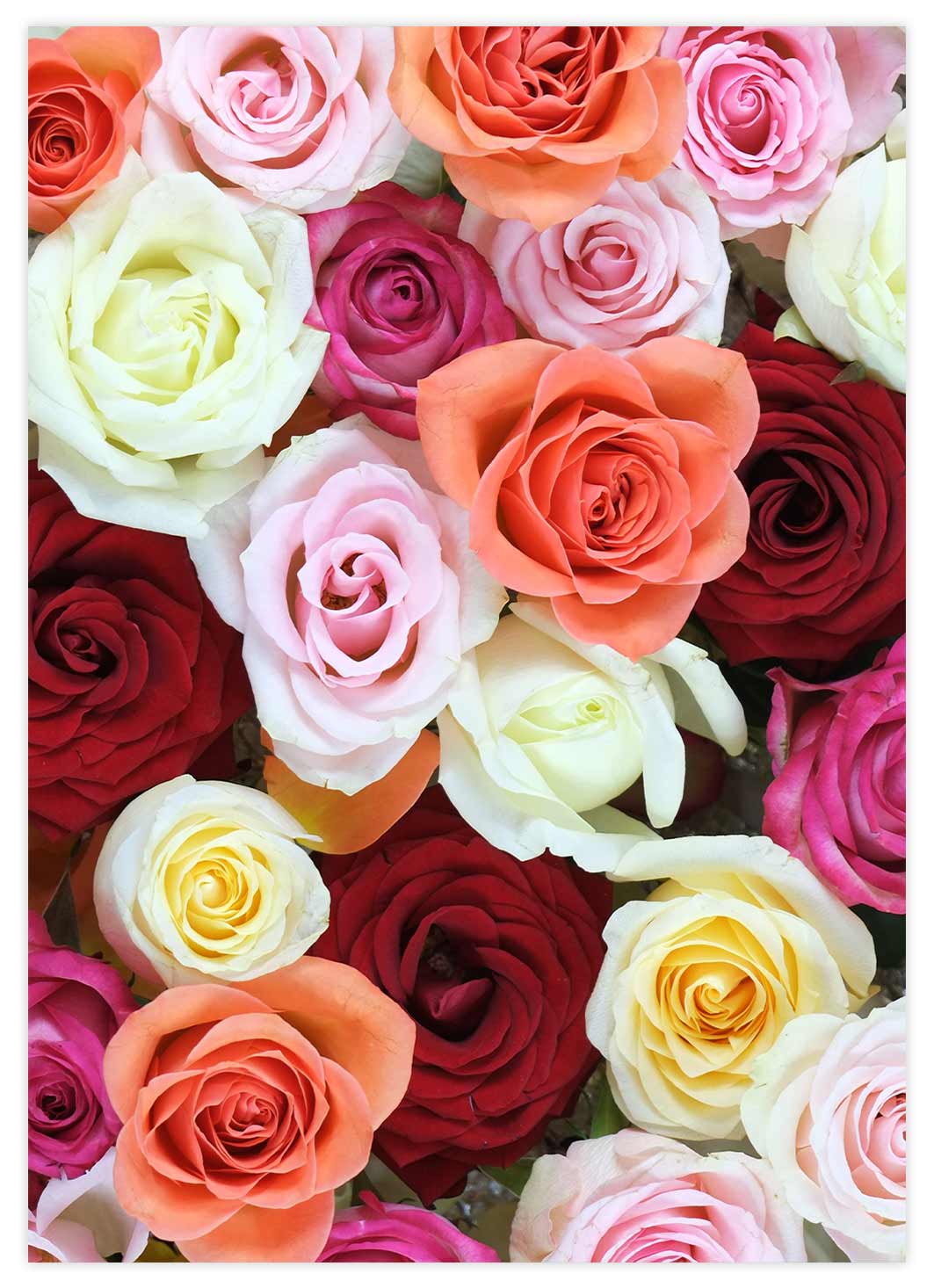 Bunte Rosen Poster