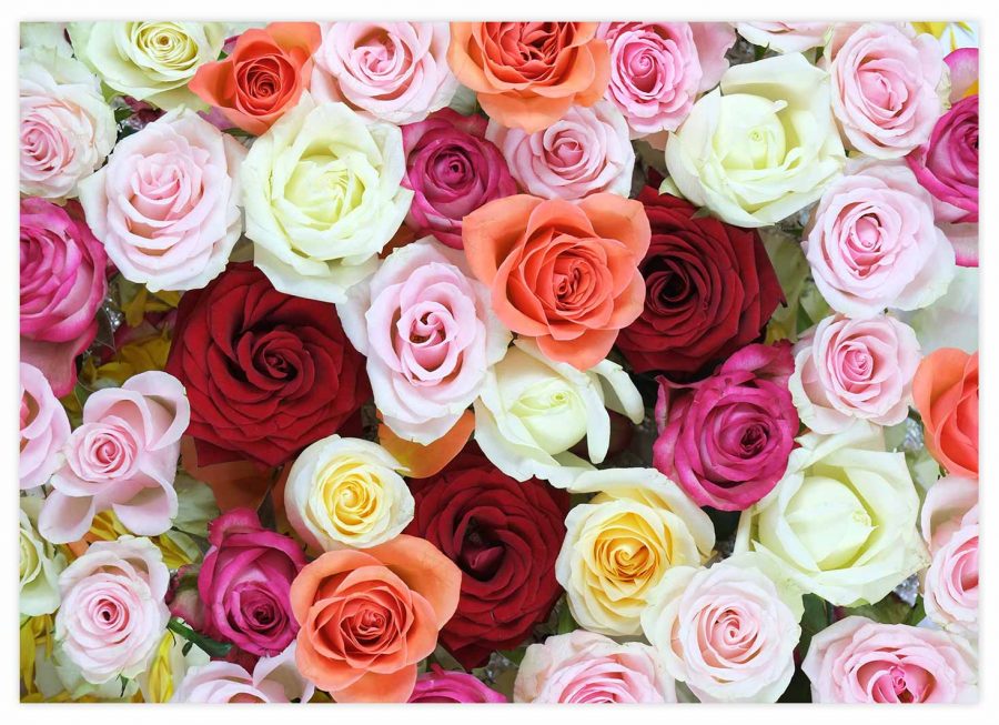 Bunte Rosen Poster Querformat