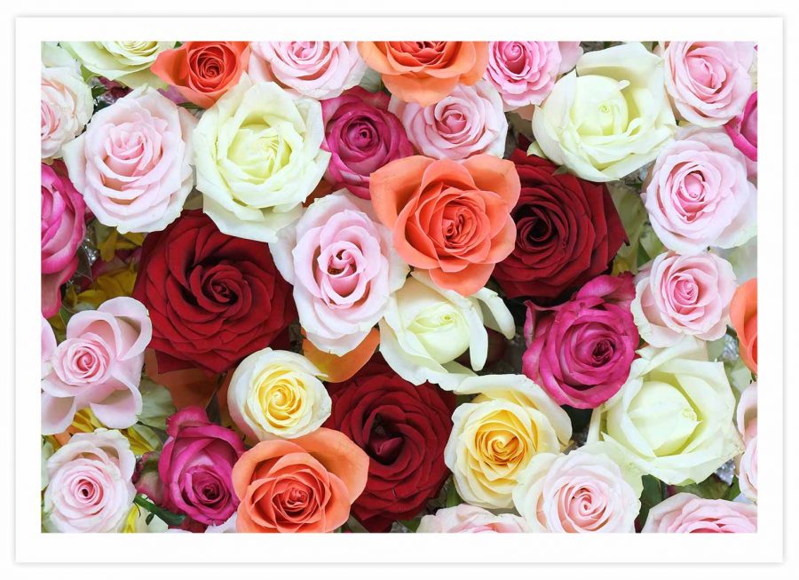 Bunte Rosen Poster Querformat mit Passepartout
