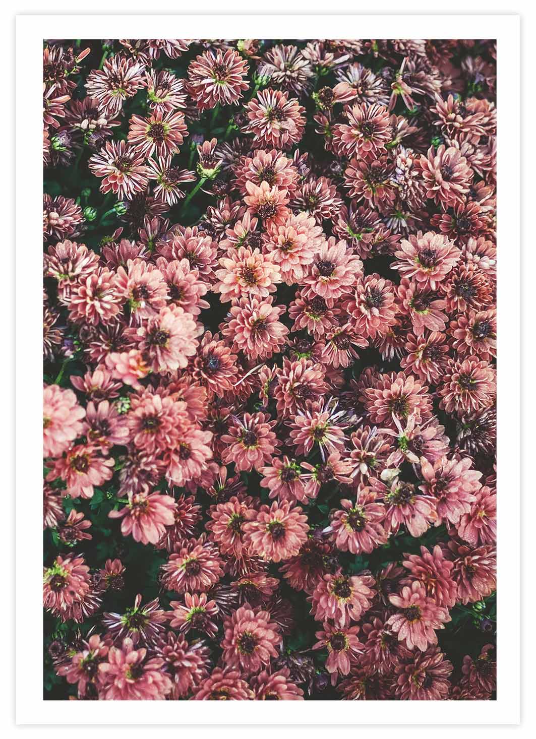 Pinky Flowers Poster mit Passepartout