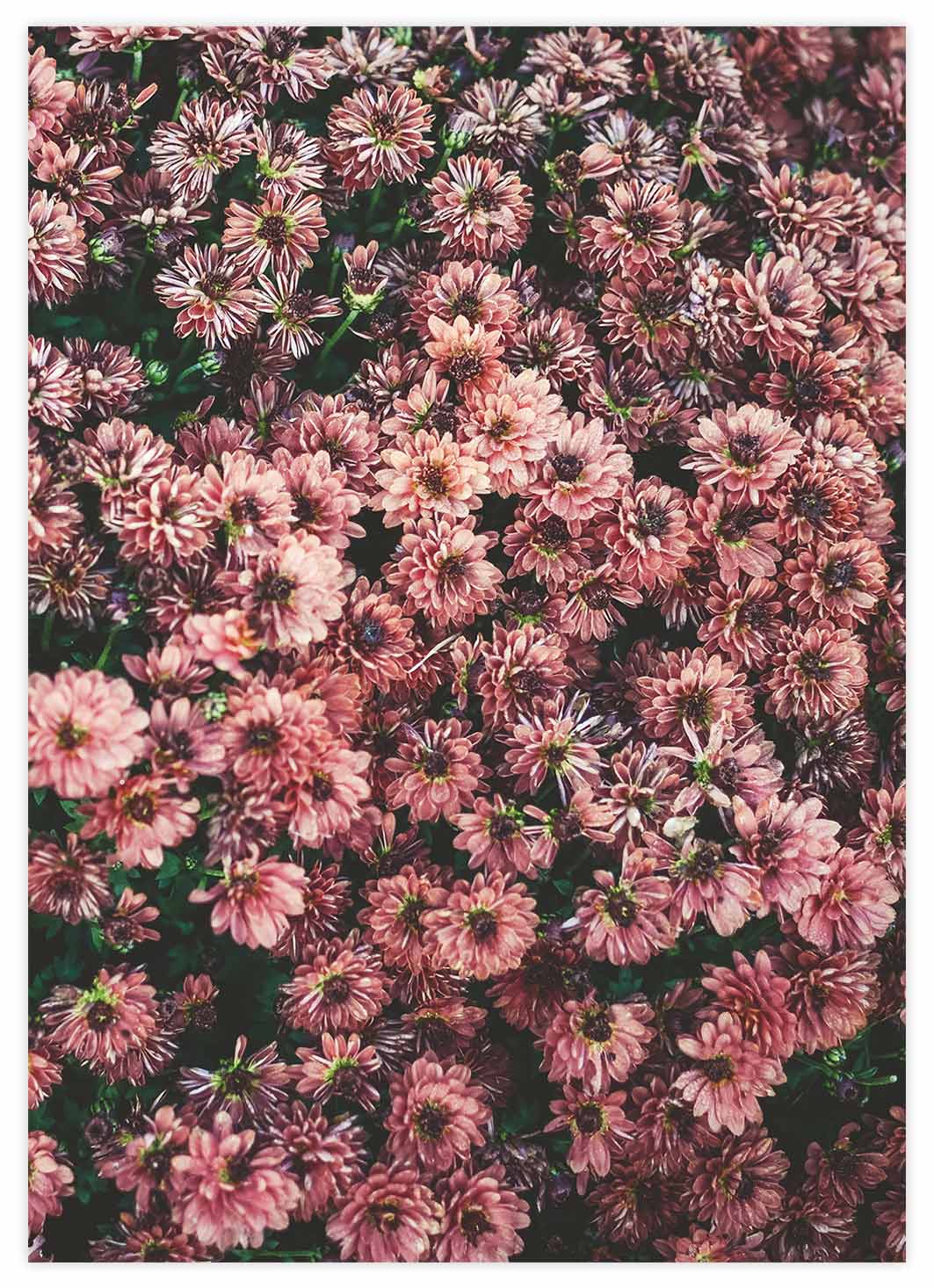 Pinky Flowers Poster
