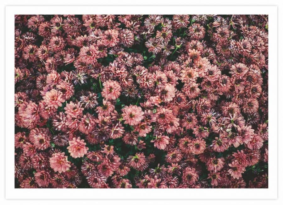 Pinky Flowers Poster Querformat mit Passepartout