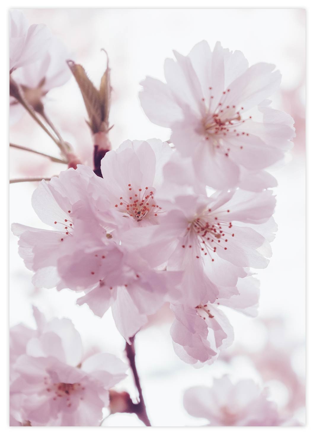 Einzelne japanische Kirschblüte Poster