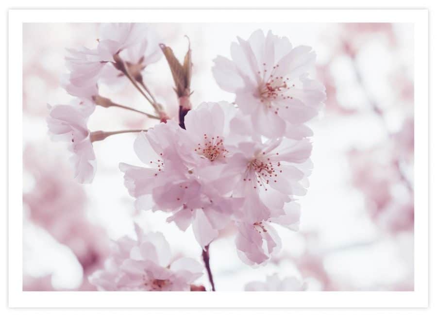 Einzelne japanische Kirschblüte Poster Querformat mit Passepartout