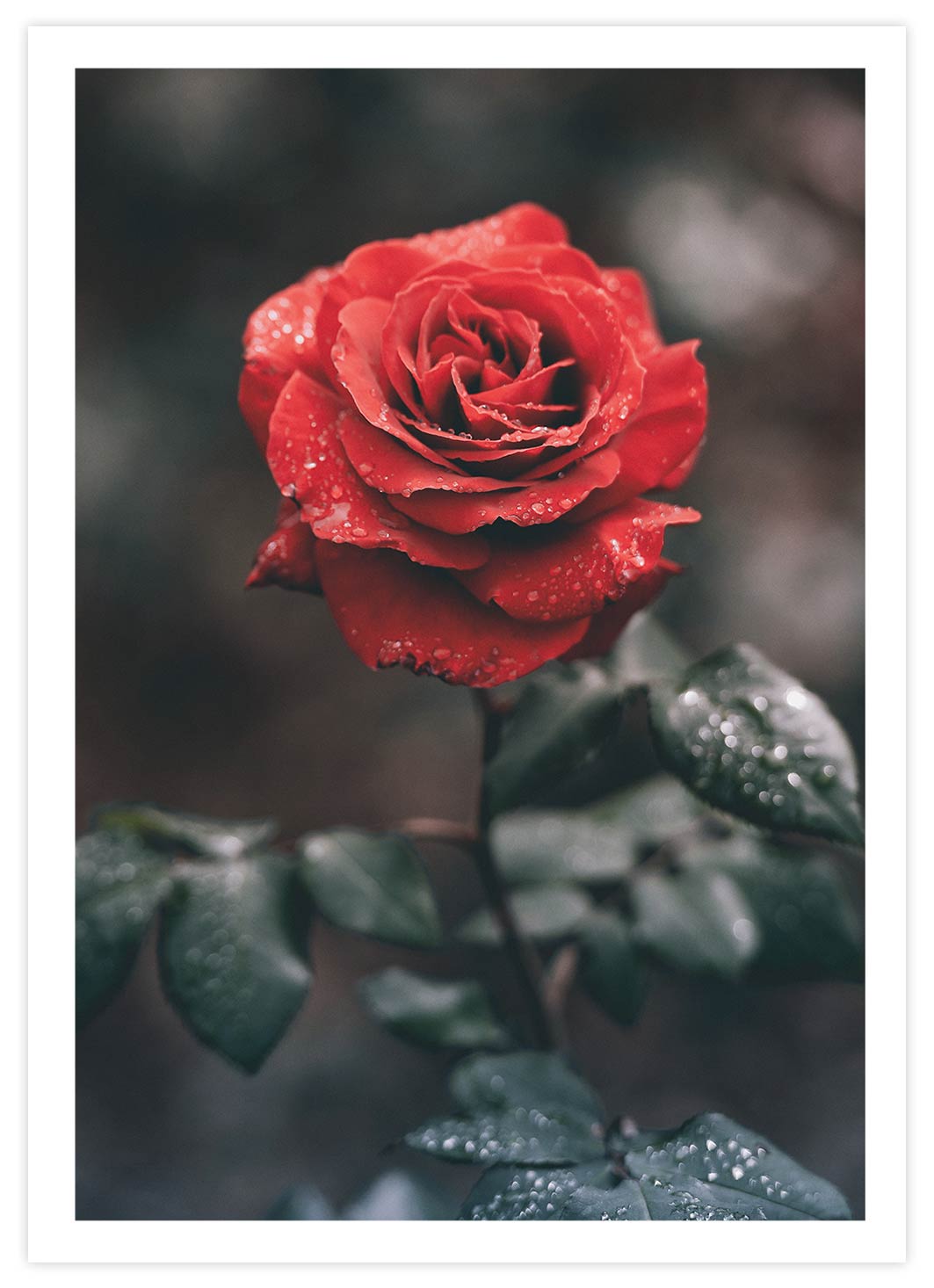 Red Rose Poster mit Passepartout
