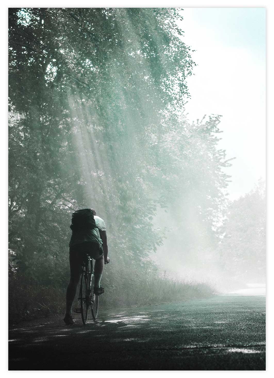 Fahrradfahrer im Wald Poster