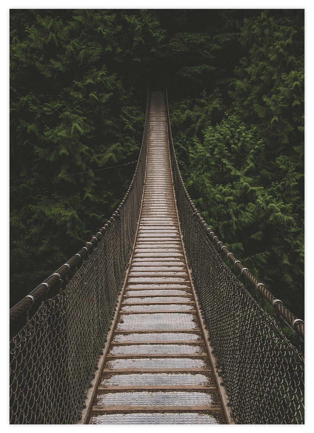 Hängebrücke im Wald Poster