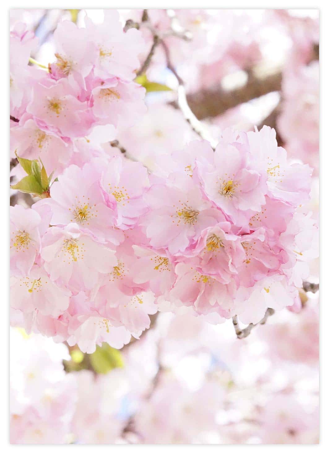 Helles Kirschblüten Poster