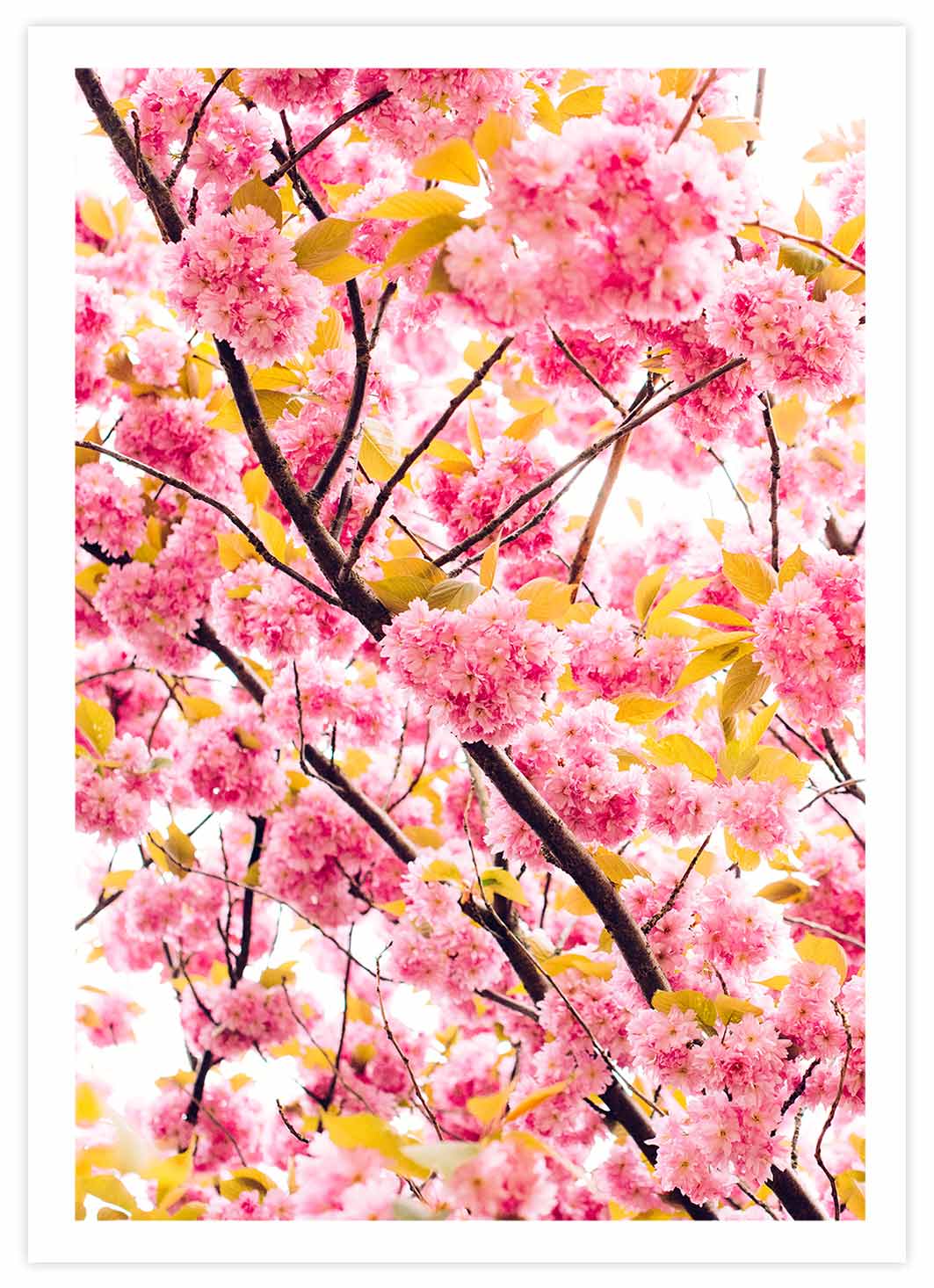 Pinke Kirschblüten Poster mit Passepartout
