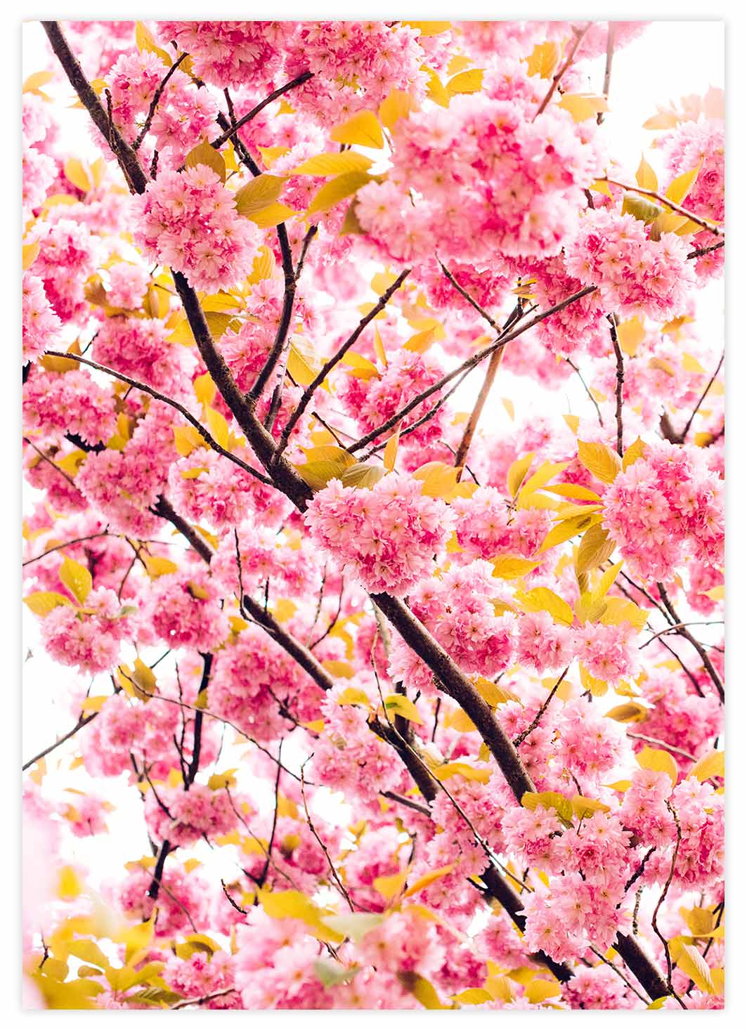 Pinke Kirschblüten Poster