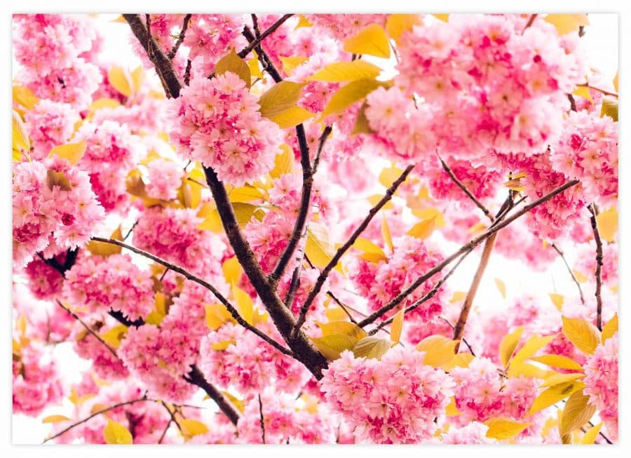 Pinke Kirschblüten Poster Querformat