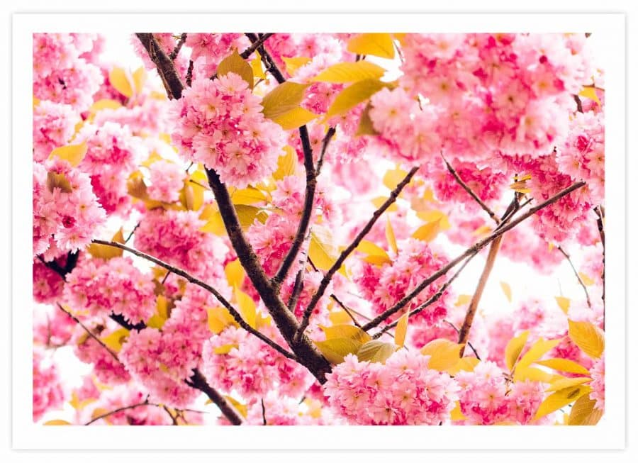 Pinke Kirschblüten Poster Querformat mit Passepartout