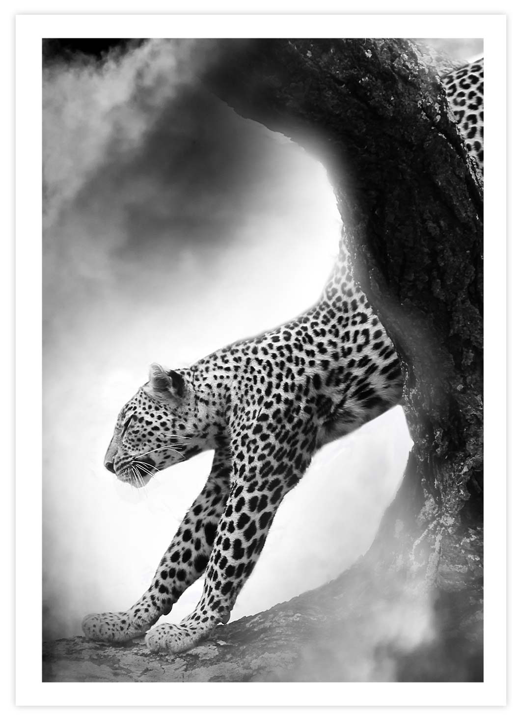 Leopard in spannender Atmosphäre Poster mit Passepartout