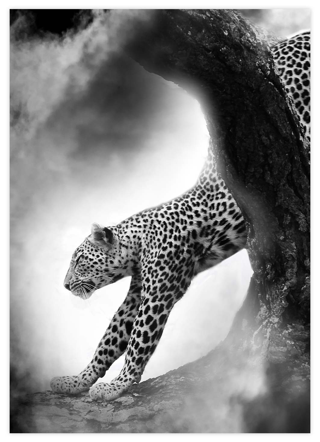 Leopard in spannender Atmosphäre Poster