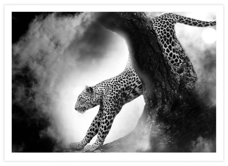 Leopard in spannender Atmosphäre Poster Querformat mit Passepartout