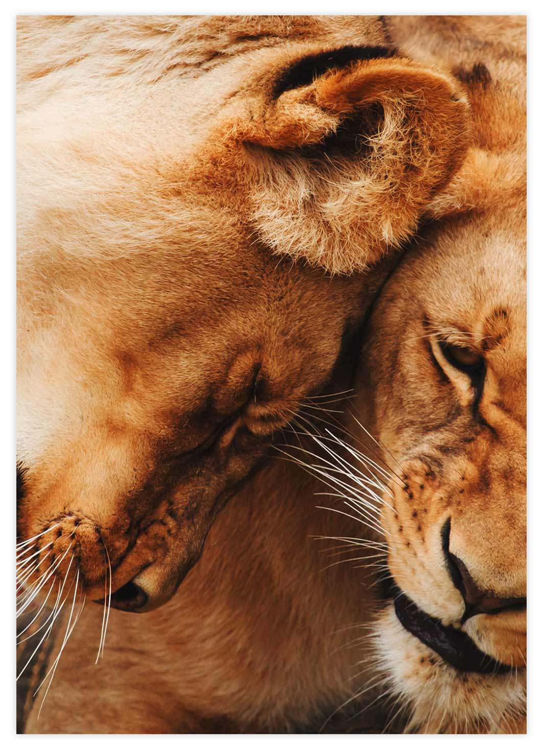 Zwei vertraute Löwen Poster