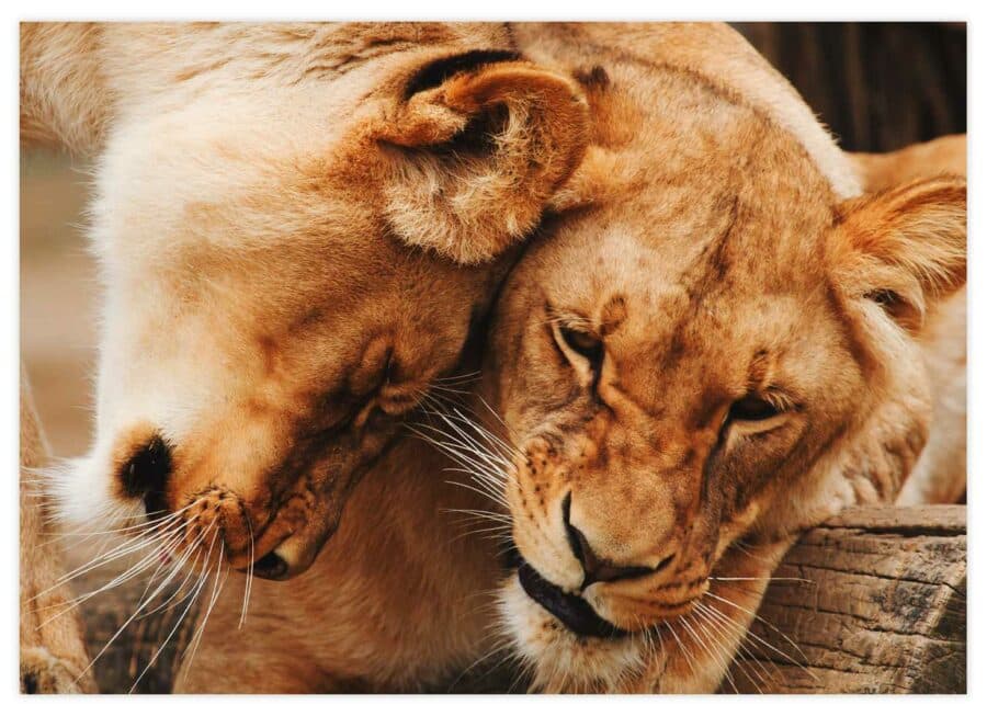 Zwei vertraute Löwen Poster Querformat