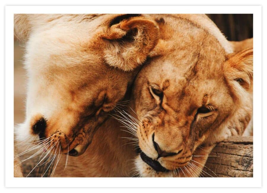 Zwei vertraute Löwen Poster Querformat mit Passepartout