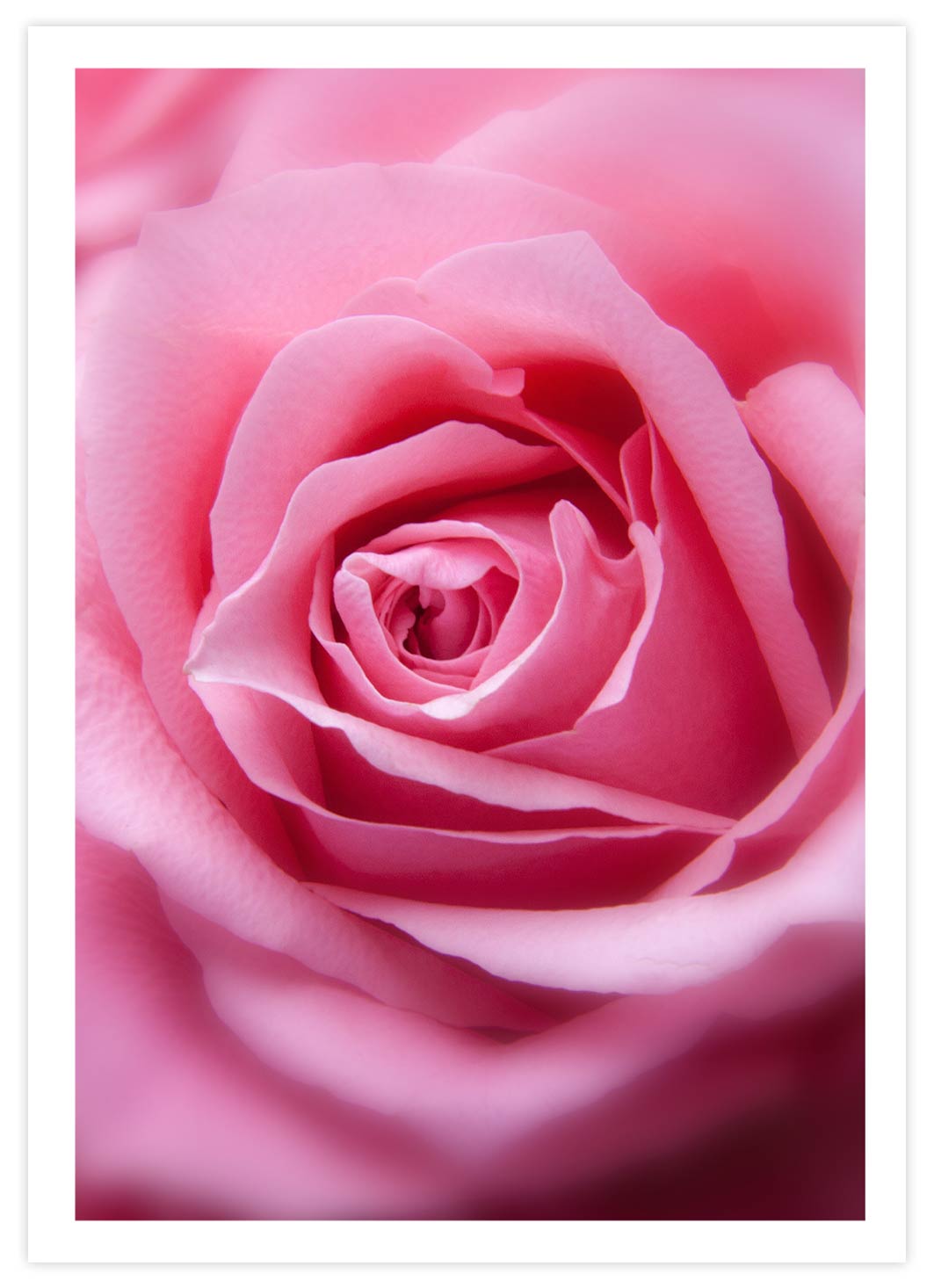 The Pink Rose Poster mit Passepartout