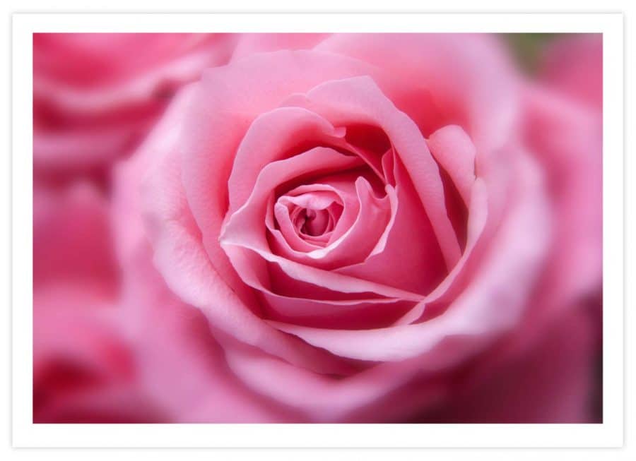 The Pink Rose Poster Querformat mit Passepartout