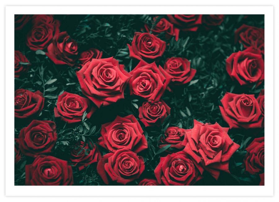 Rote Rosen mit grünem Zweig Poster Querformat mit Passepartout