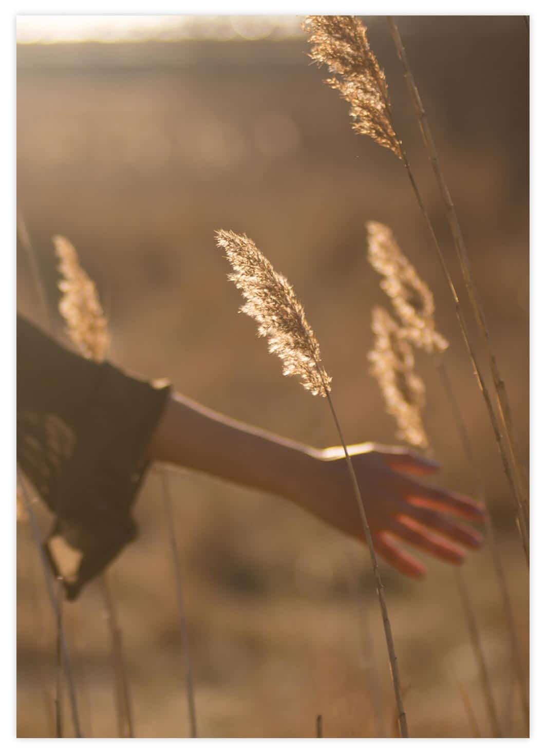 Sonnenuntergang im Feld Poster