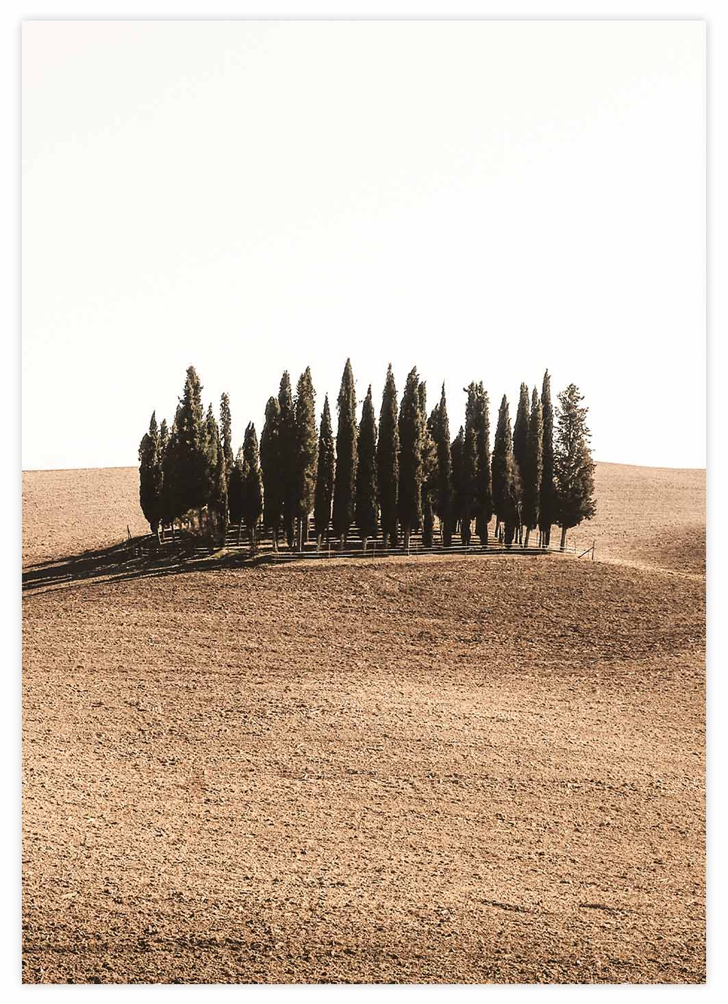 Bäume in der Wüste Poster