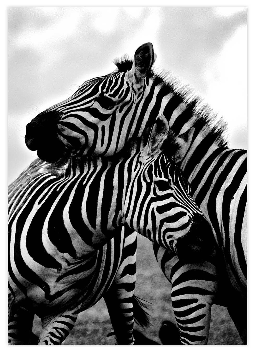 Zwei vertraute Zebras Poster