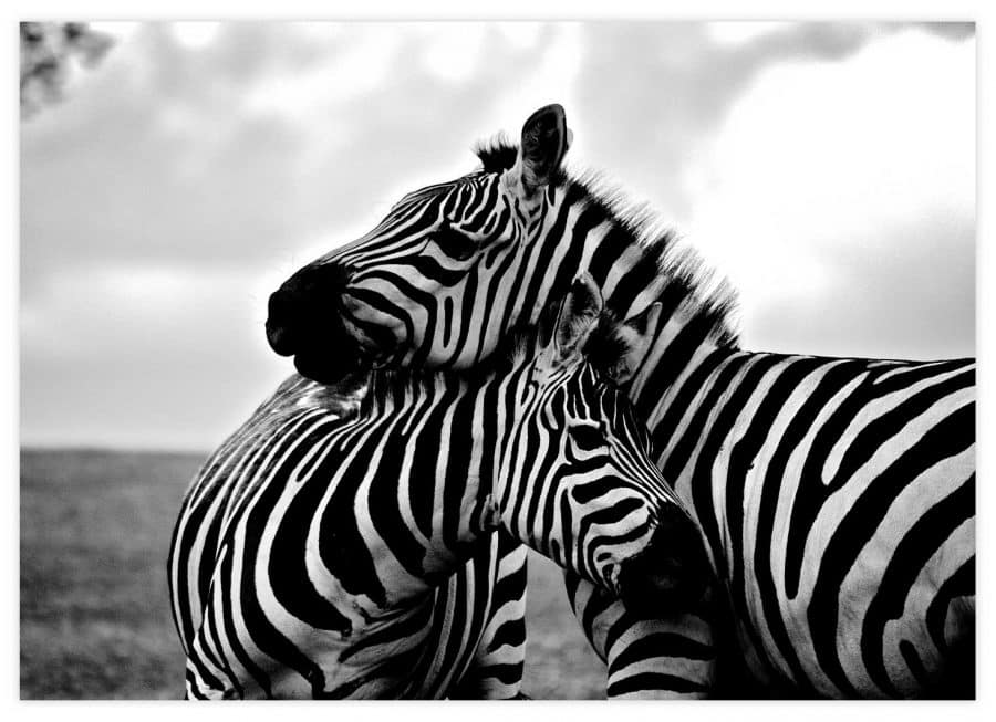 Zwei vertraute Zebras Poster Querformat