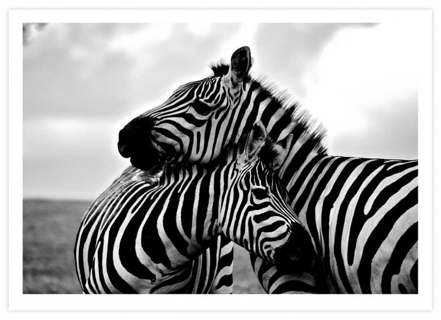 Zwei vertraute Zebras Poster Querformat mit Passepartout