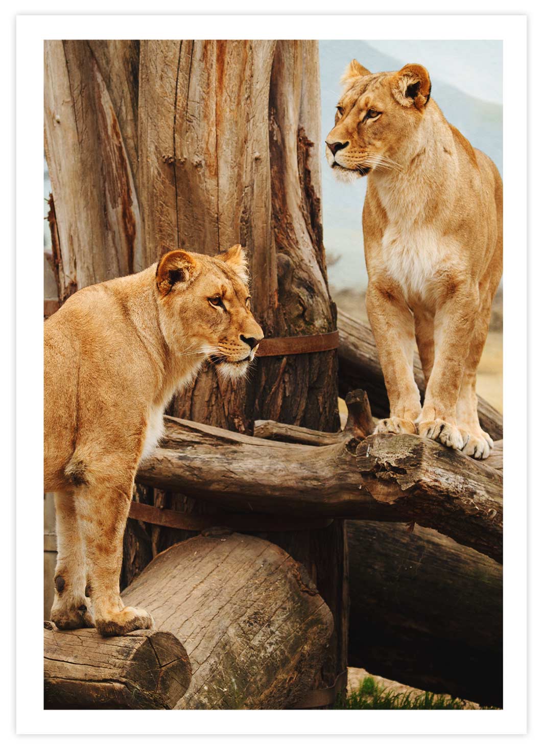 Löwen auf Baumstamm Poster mit Passepartout