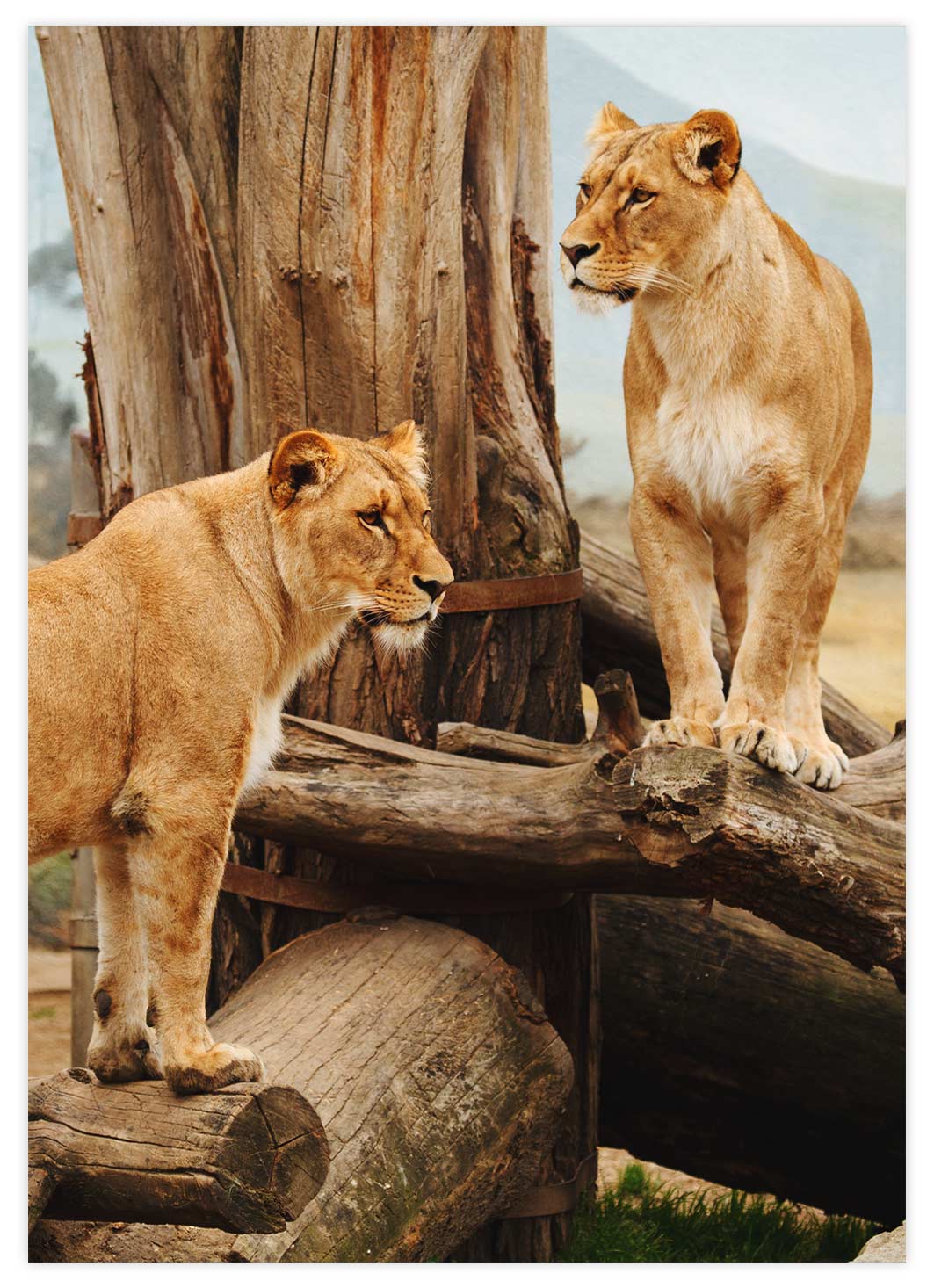 Löwen auf Baumstamm Poster